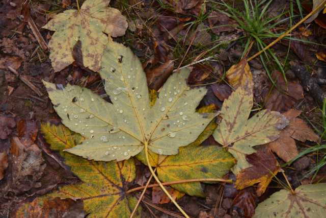 DSC_1848.JPG