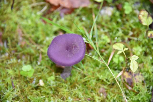 DSC_1934.JPG