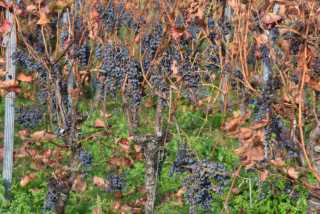 DSC_2051.JPG
