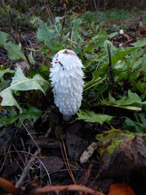 DSCN4188.JPG