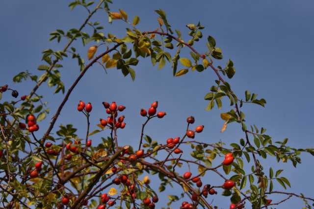 DSC_2058.JPG