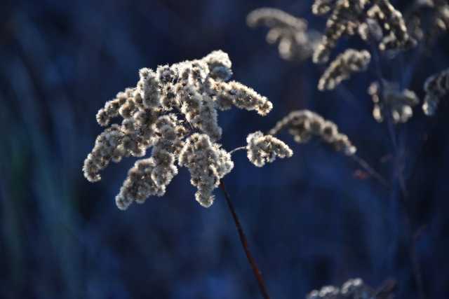 DSC_2159.JPG
