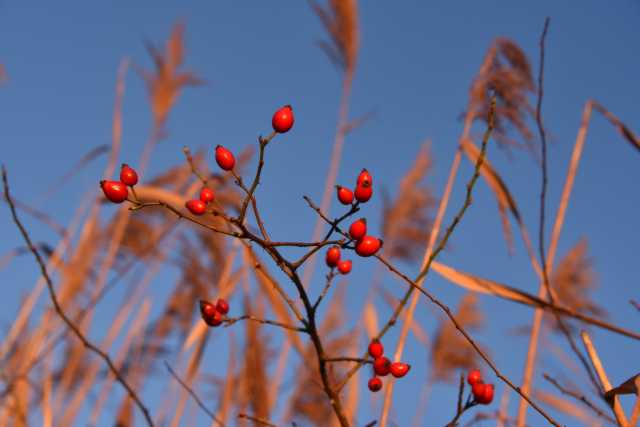DSC_2178.JPG