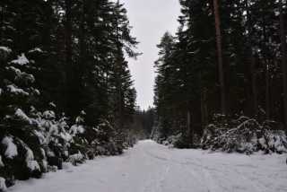 DSC_2437.JPG