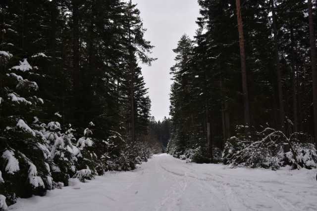DSC_2437.JPG
