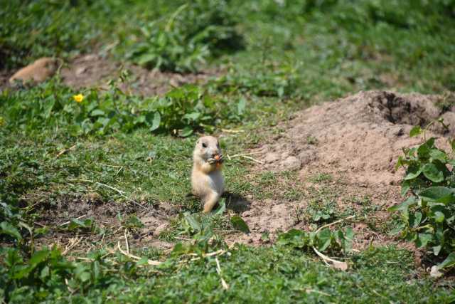 DSC_3644.JPG