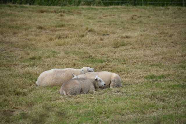 DSC_4211.JPG