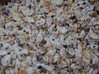 DSCN4774.JPG