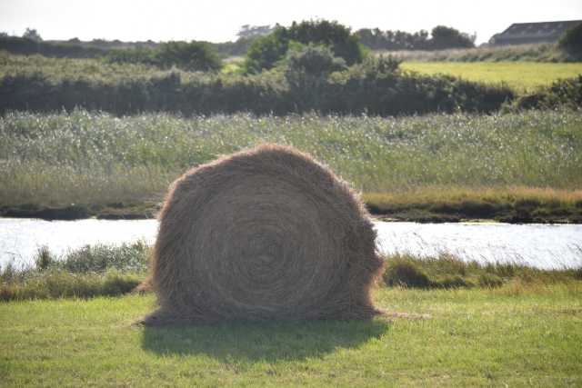 DSC_4526.JPG