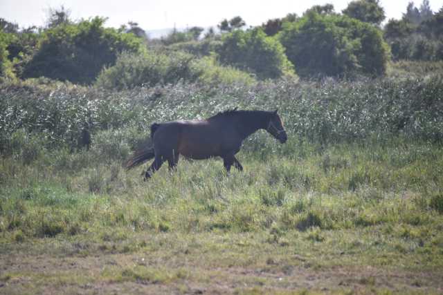 DSC_4561.JPG