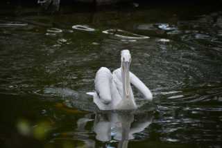 DSC_4338.JPG