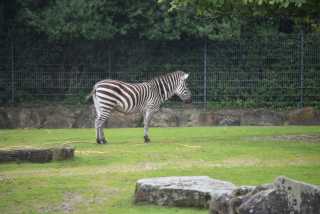 DSC_4362.JPG