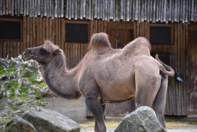 DSC_4250.JPG