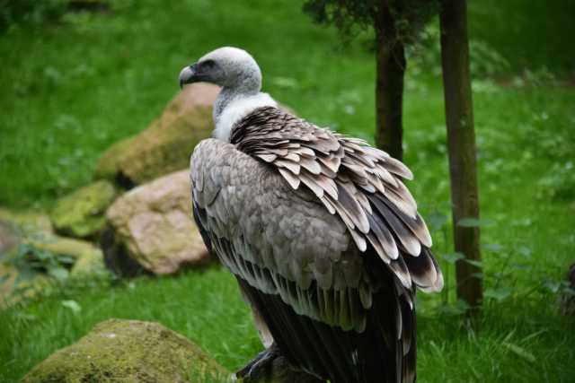 DSC_4268.JPG