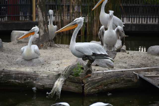 DSC_4337.JPG