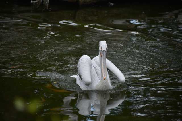 DSC_4338.JPG