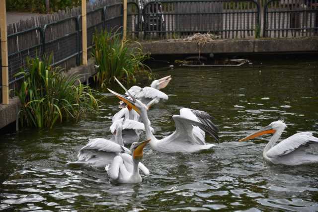 DSC_4349.JPG