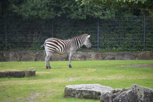 DSC_4362.JPG