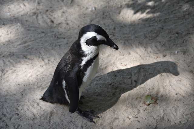 DSC_4399.JPG