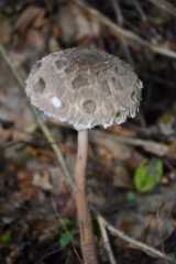 DSC_4871.JPG