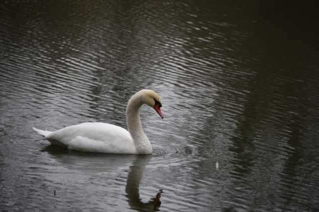 DSC_4977.JPG
