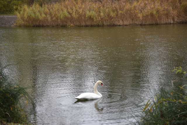 DSC_4980.JPG