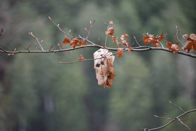 DSC_5178.JPG