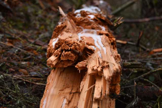 DSC_5184.JPG