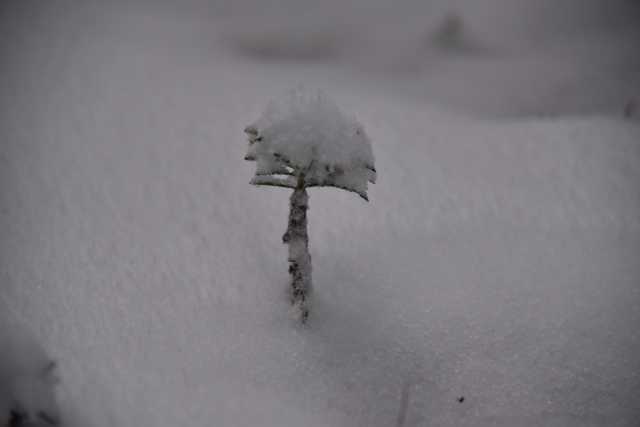 DSC_5225.JPG
