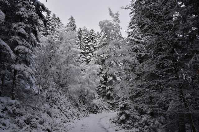 DSC_5235.JPG