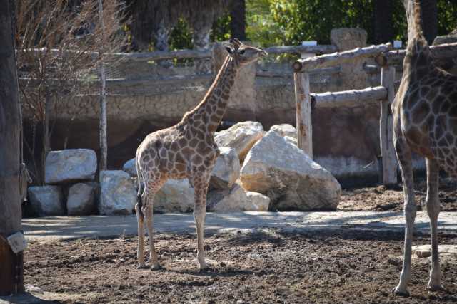 DSC_5452.JPG