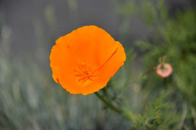 DSC_6303.JPG