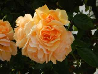 DSCN5450.JPG
