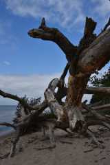 DSC_6444.JPG