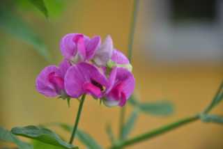 DSC_6460.JPG