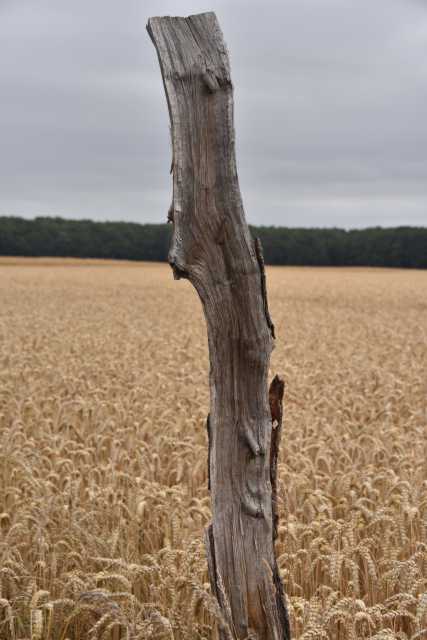 DSC_6432.JPG