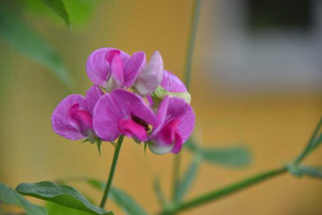 DSC_6460.JPG