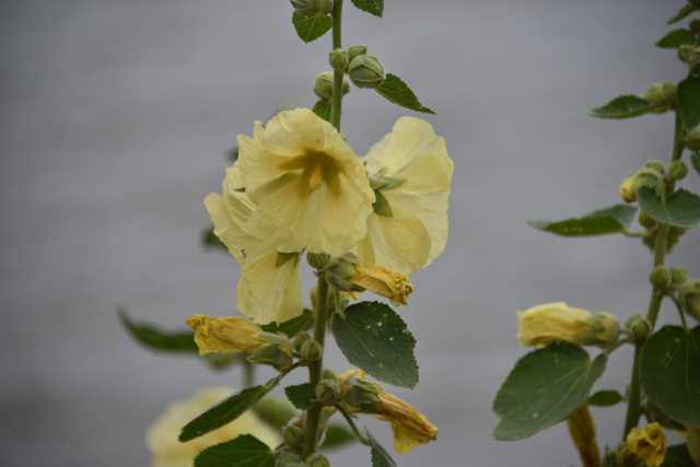 DSC_6462.JPG