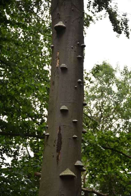 DSC_6476.JPG