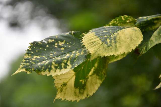 DSC_6477.JPG