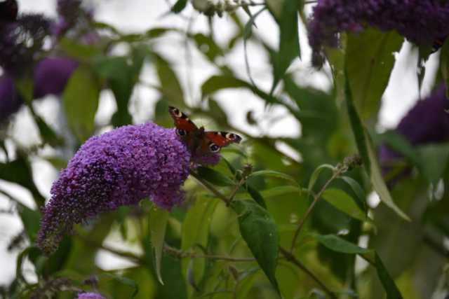 DSC_6668.JPG