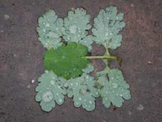 DSCN6116.JPG