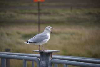DSC_7474.JPG