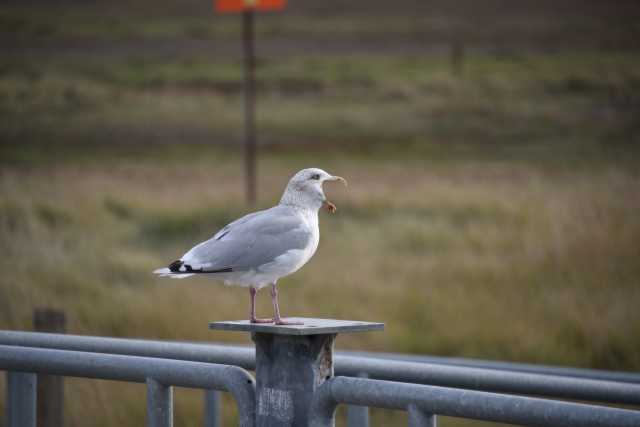 DSC_7474.JPG