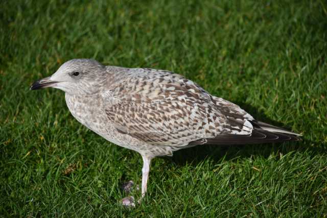 DSC_7593.JPG