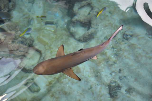 DSC_7971.JPG
