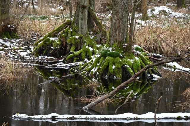 DSC_0098.JPG