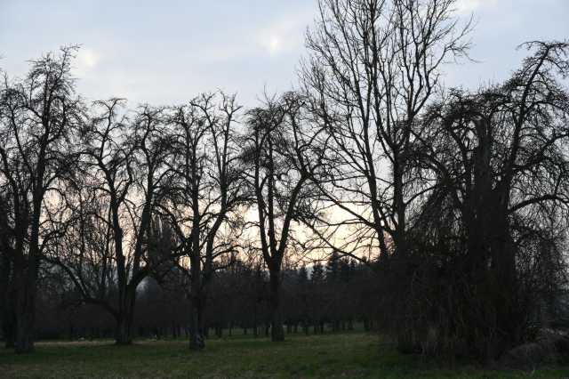 DSC_1521.JPG