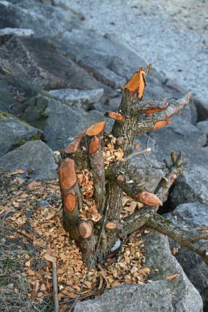 DSC_1543.JPG