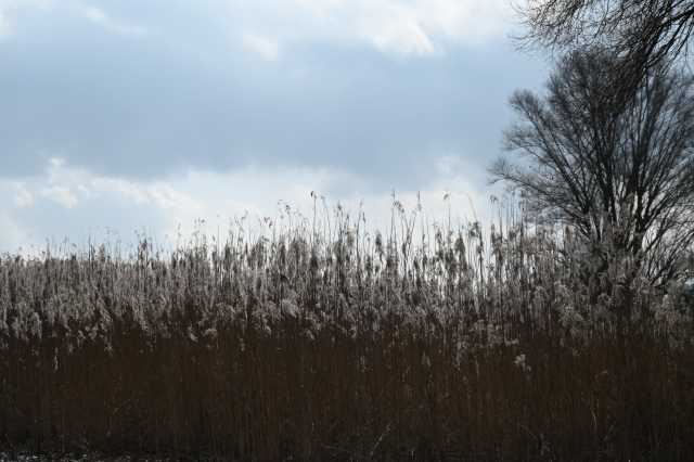 DSC_1596.JPG
